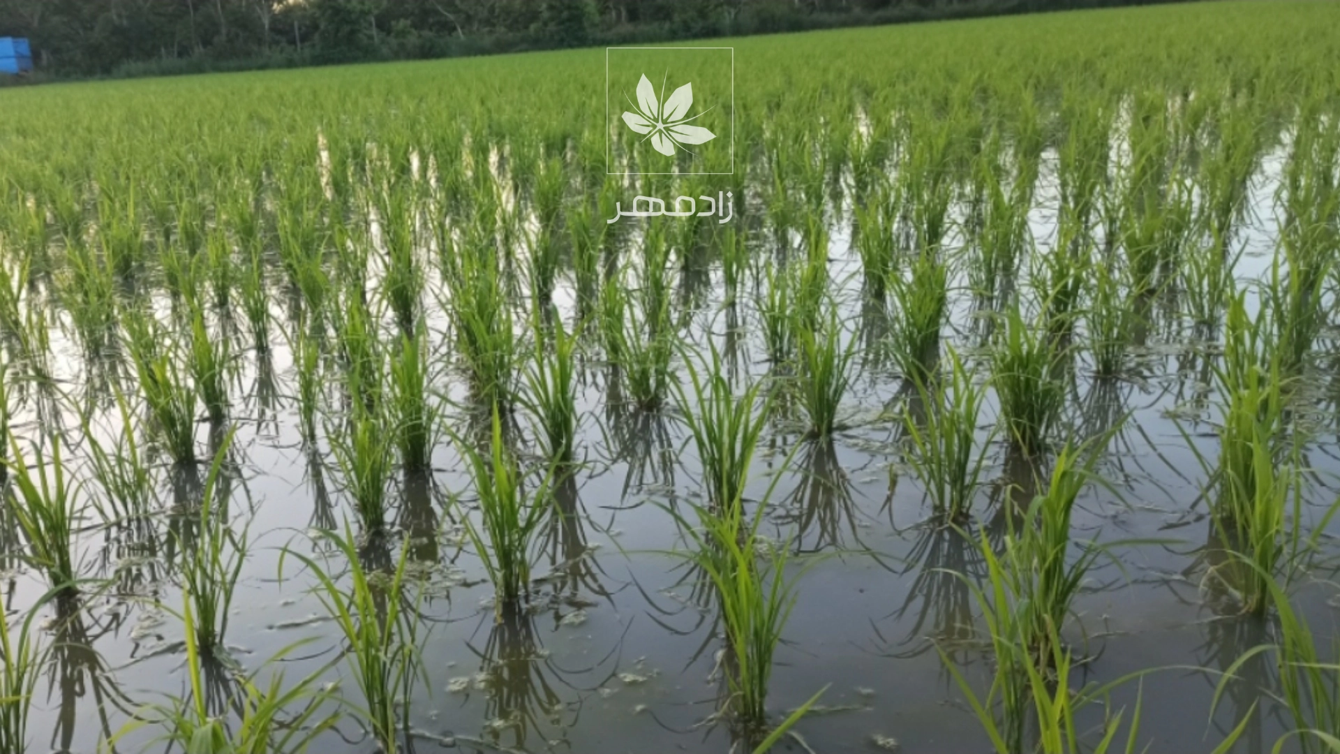 شالیزار برنج - Rice